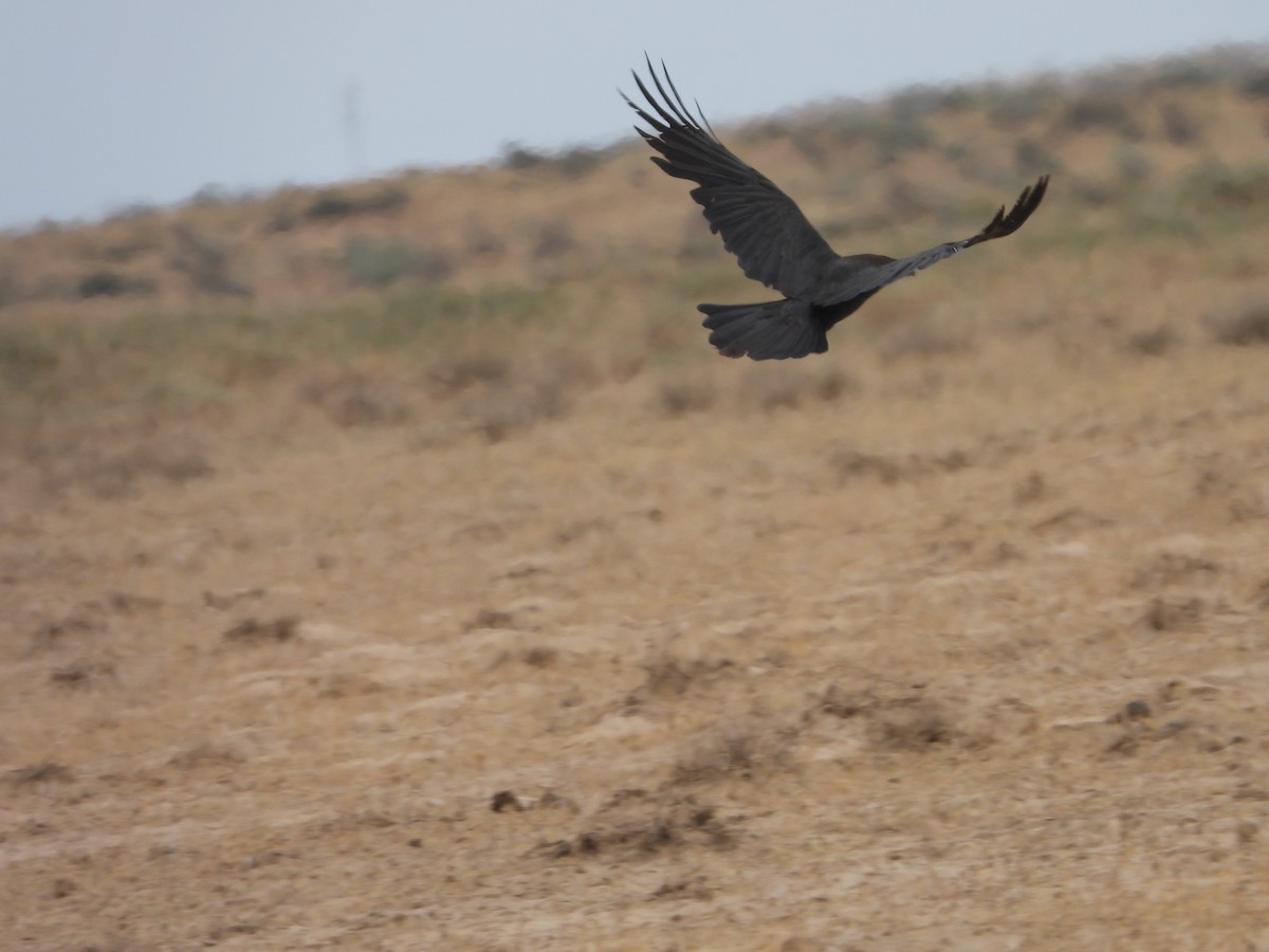 Brown-necked Raven - ML637931584