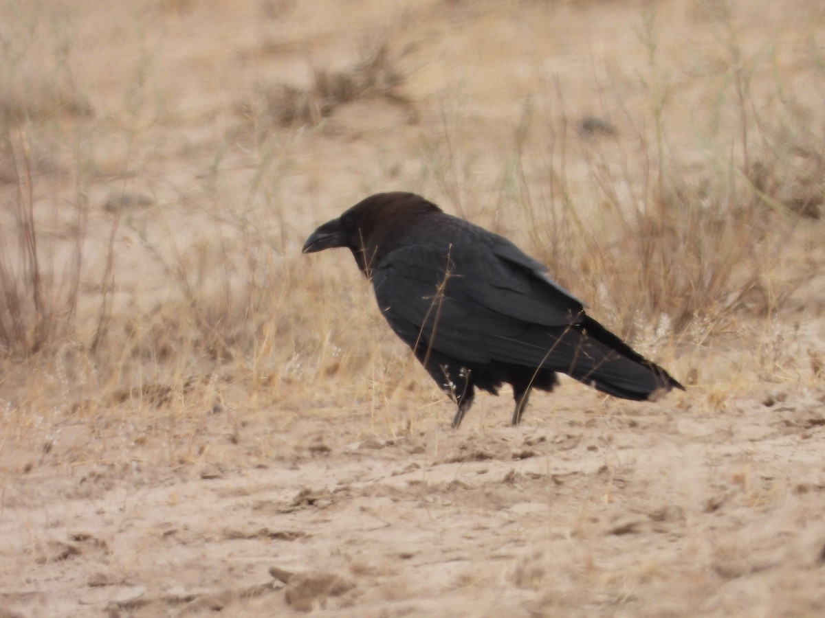 Brown-necked Raven - ML637931594