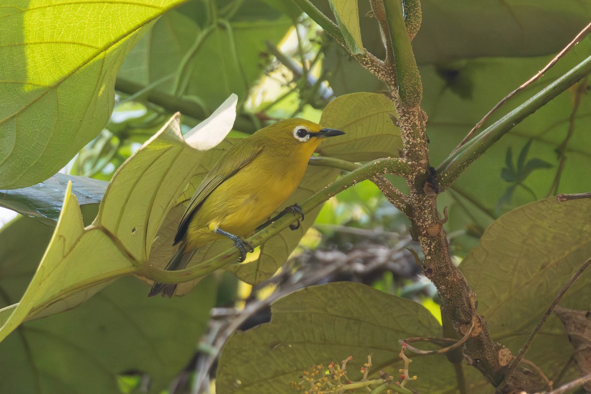 Green White-eye - ML637931597