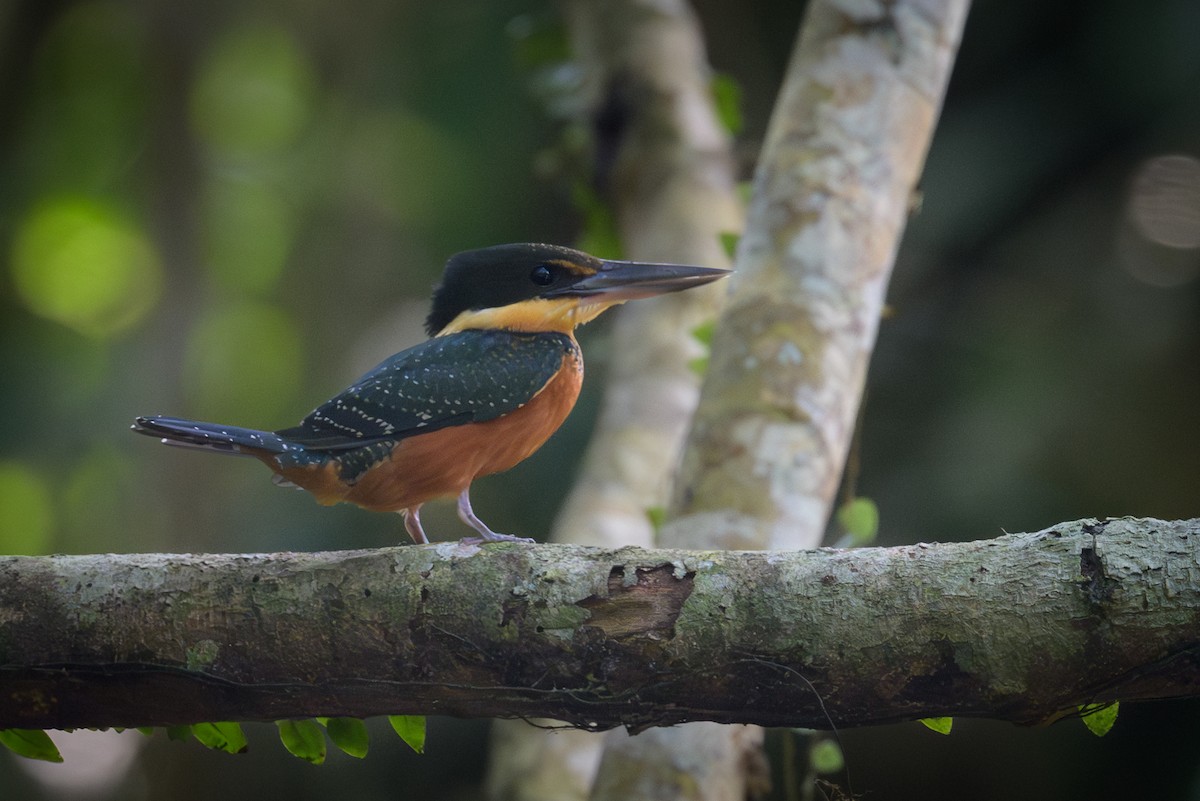 Green-and-rufous Kingfisher - ML637931599