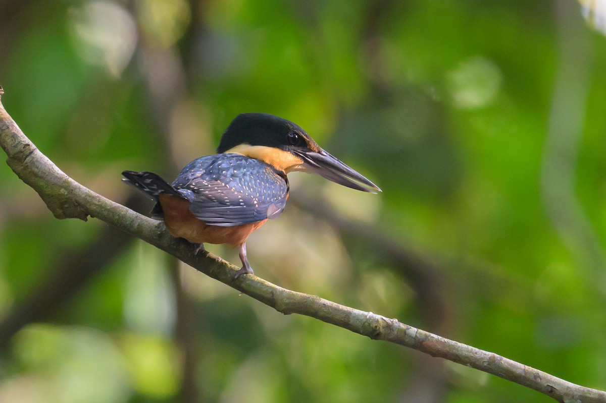 Green-and-rufous Kingfisher - ML637931600