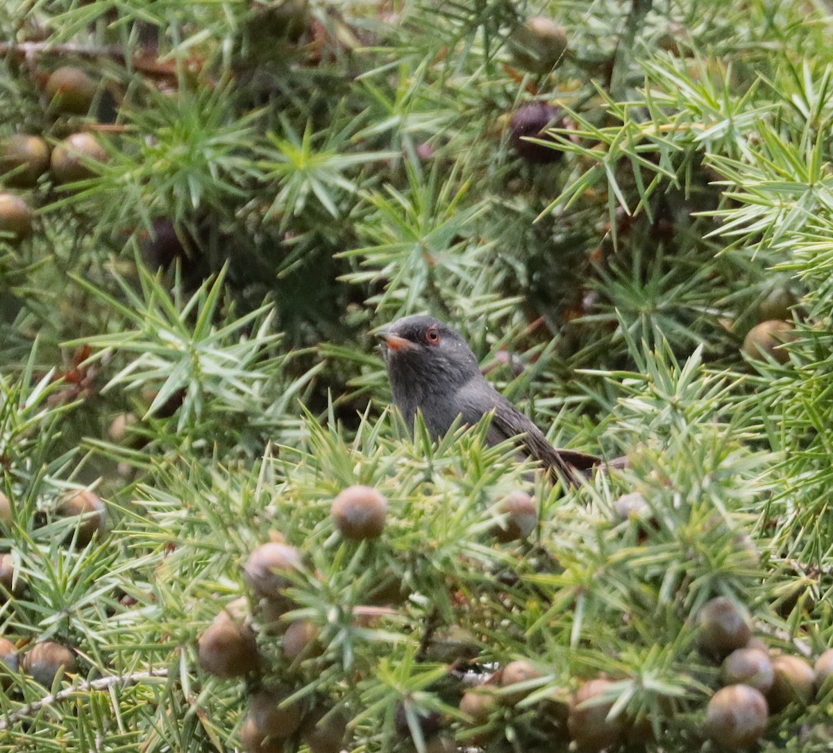 Marmora's Warbler - ML637931621