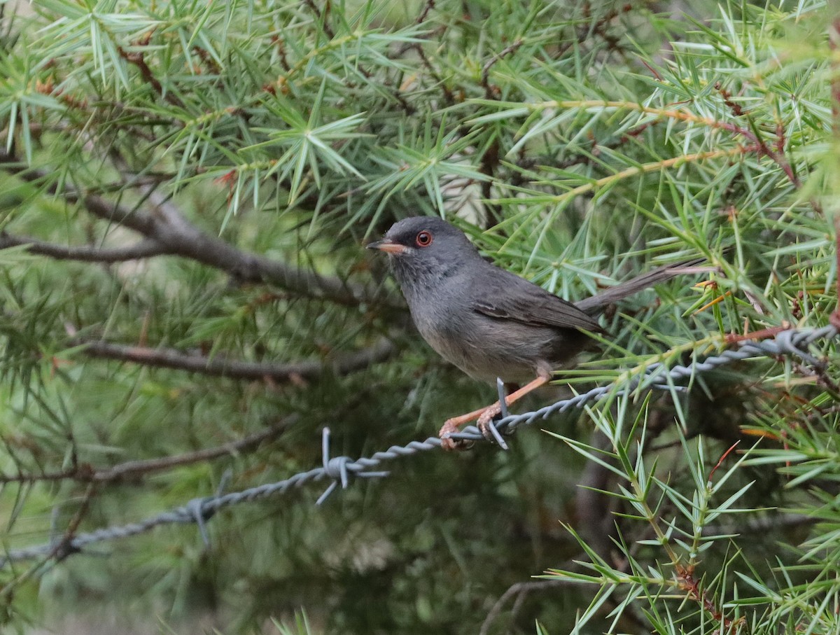 Marmora's Warbler - ML637931622