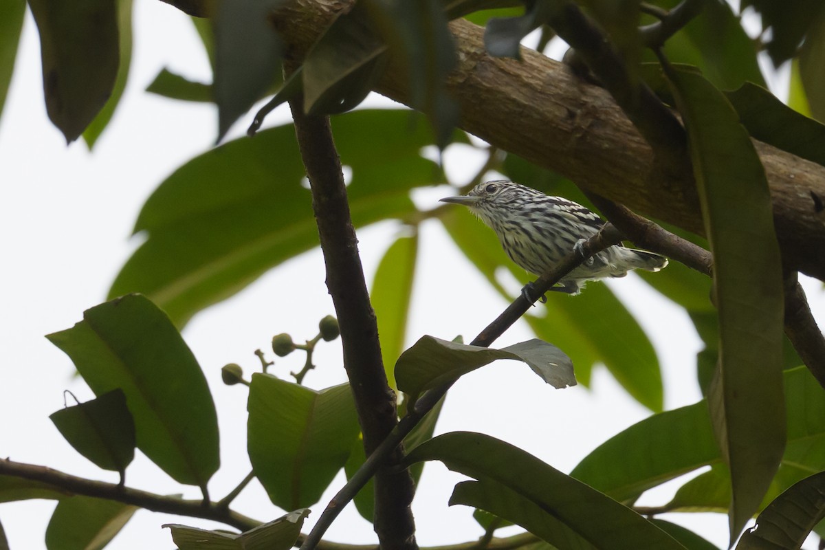 Amazonian Streaked-Antwren - ML637931628