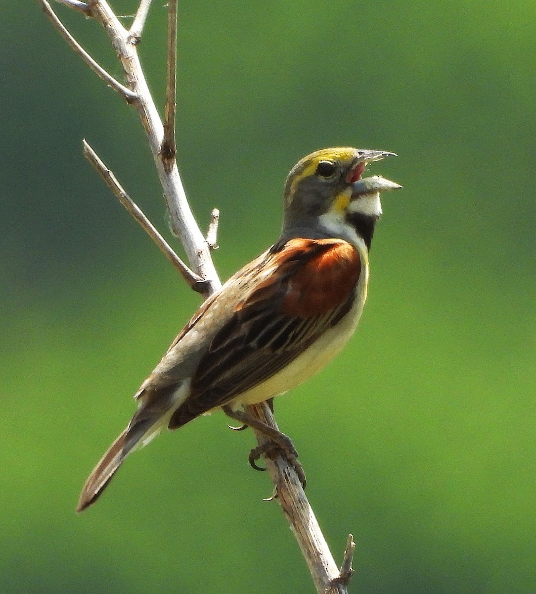 Dickcissel d'Amérique - ML637931631