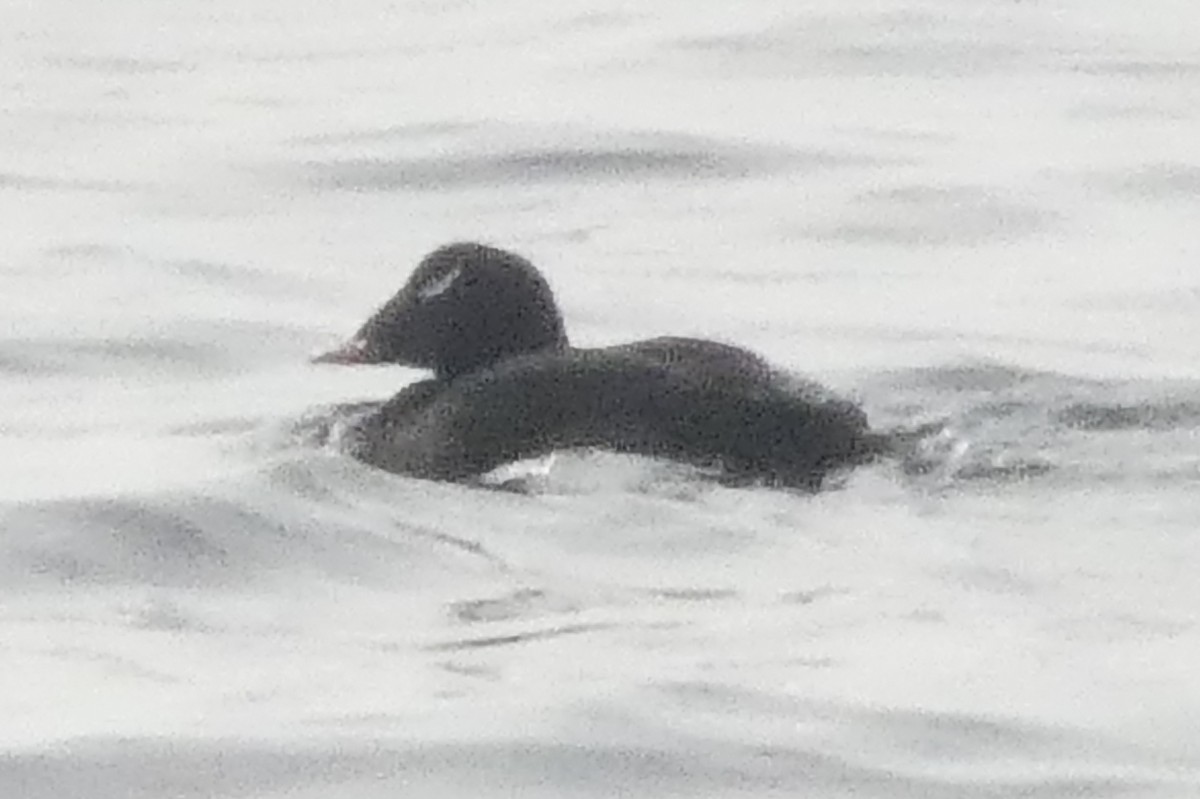 White-winged Scoter - ML637931649