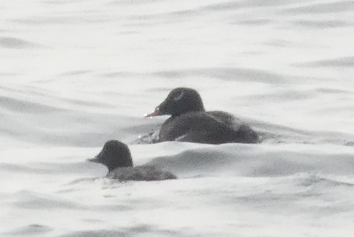 White-winged Scoter - ML637931650