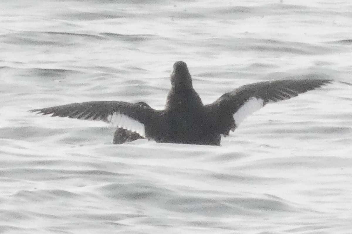 White-winged Scoter - ML637931651