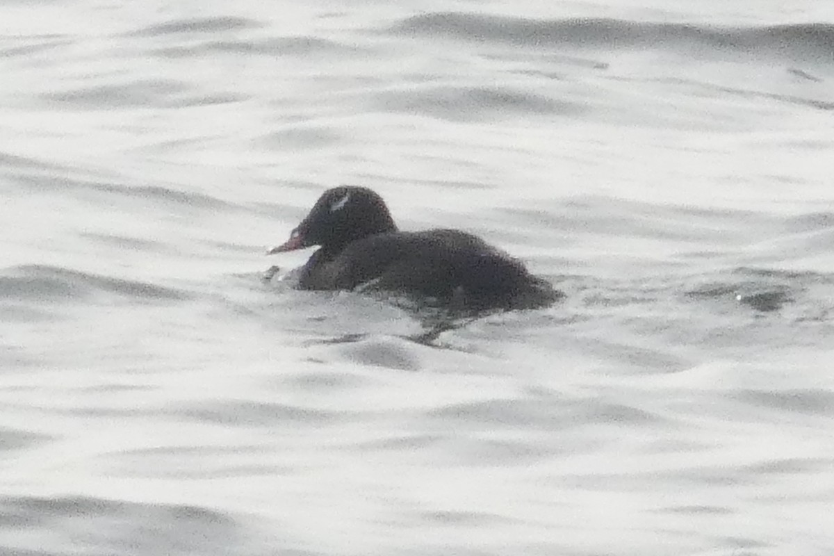White-winged Scoter - ML637931652