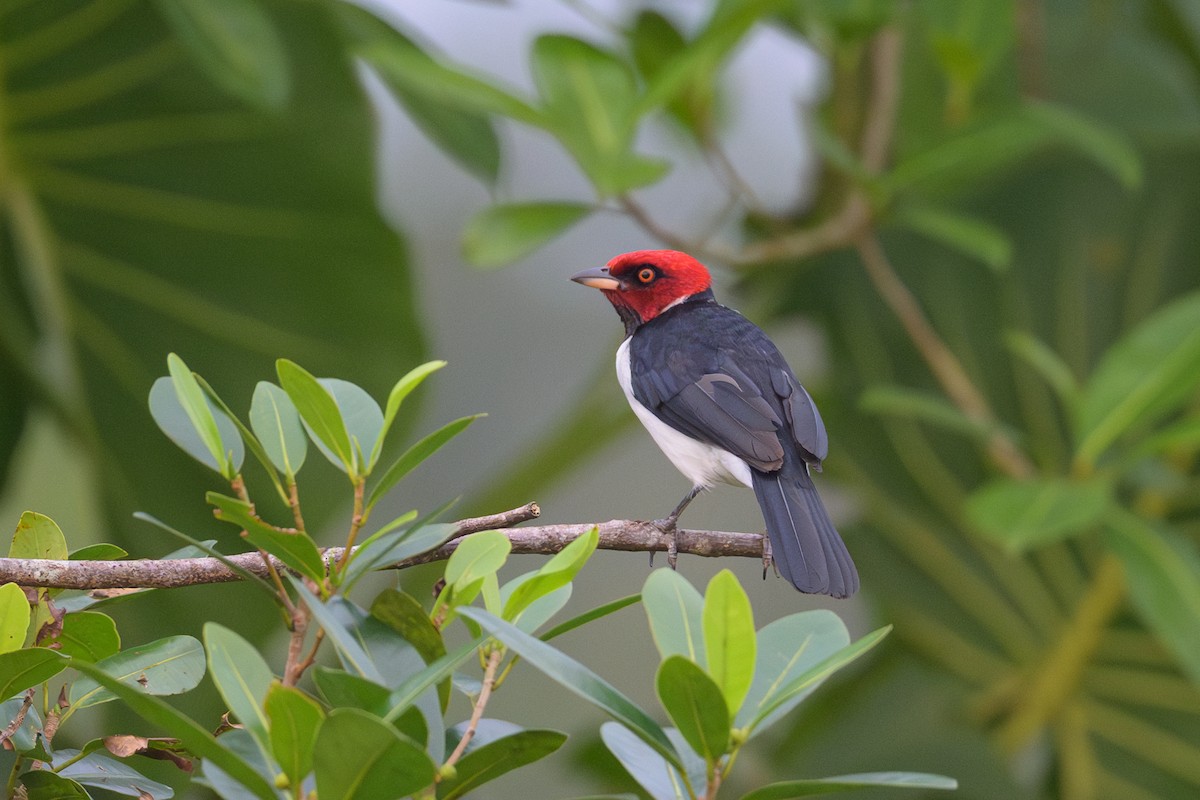 Red-capped Cardinal - ML637931658