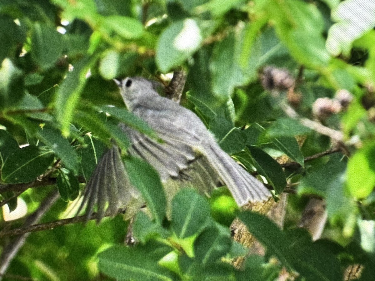 Black-crested Titmouse - ML637931659