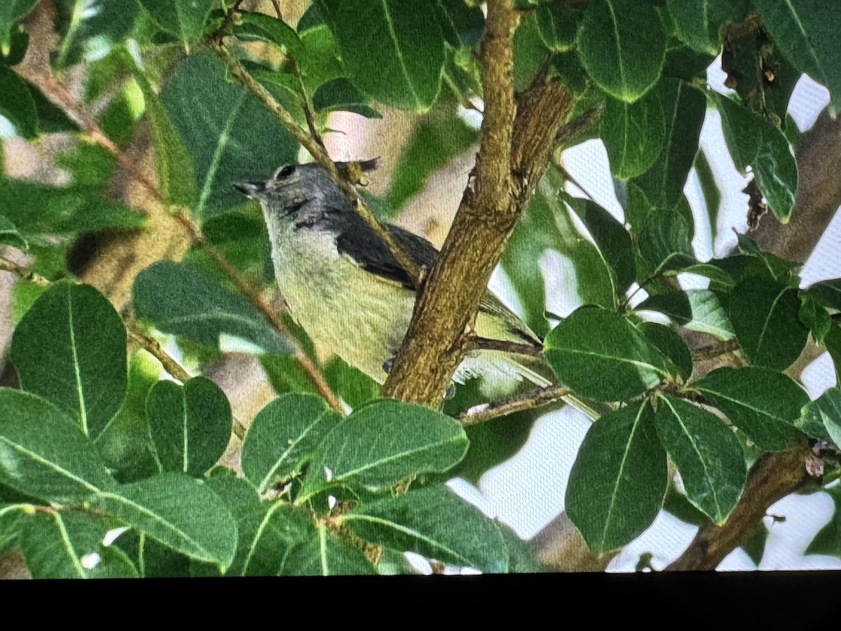Black-crested Titmouse - ML637931660