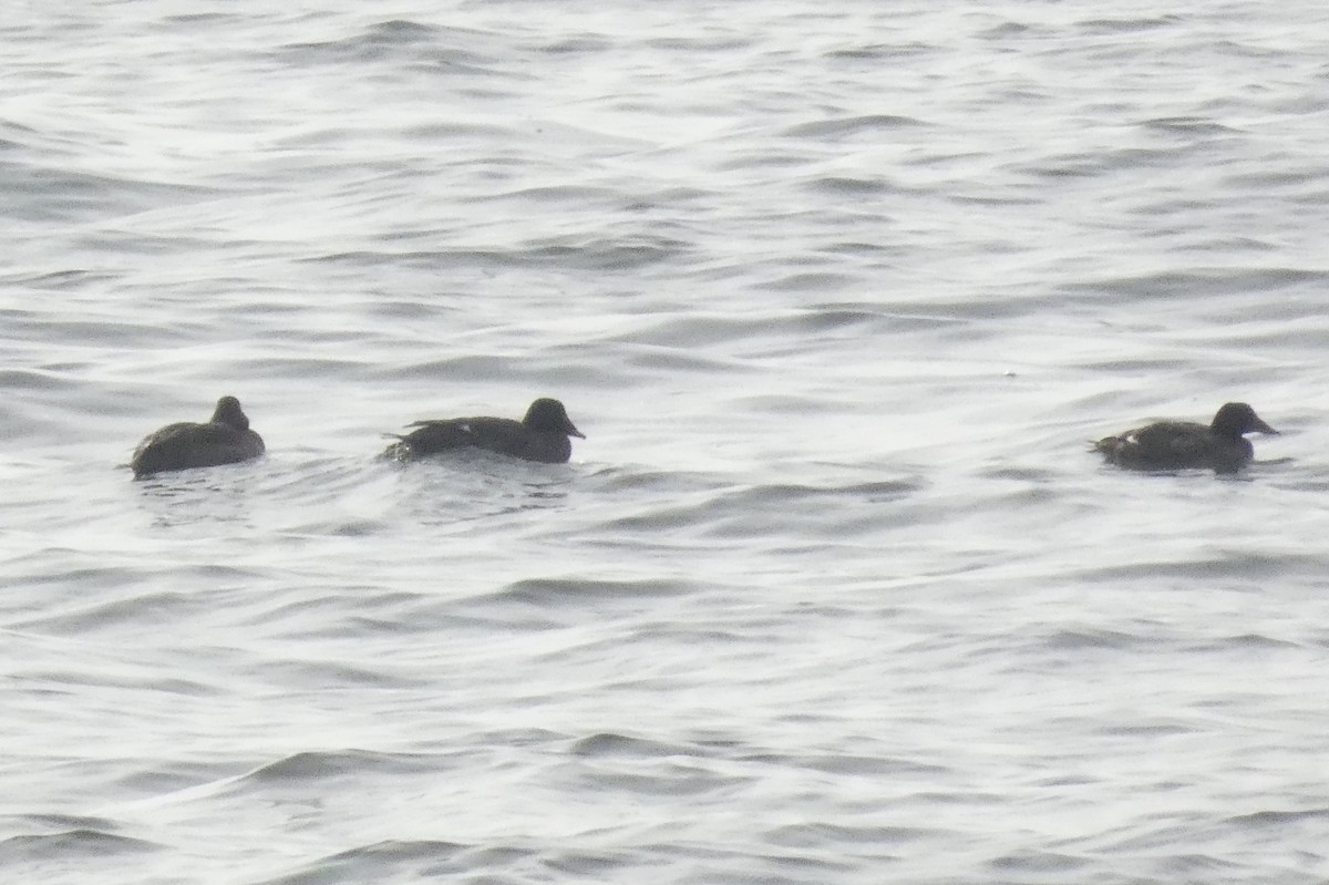 White-winged Scoter - ML637931680