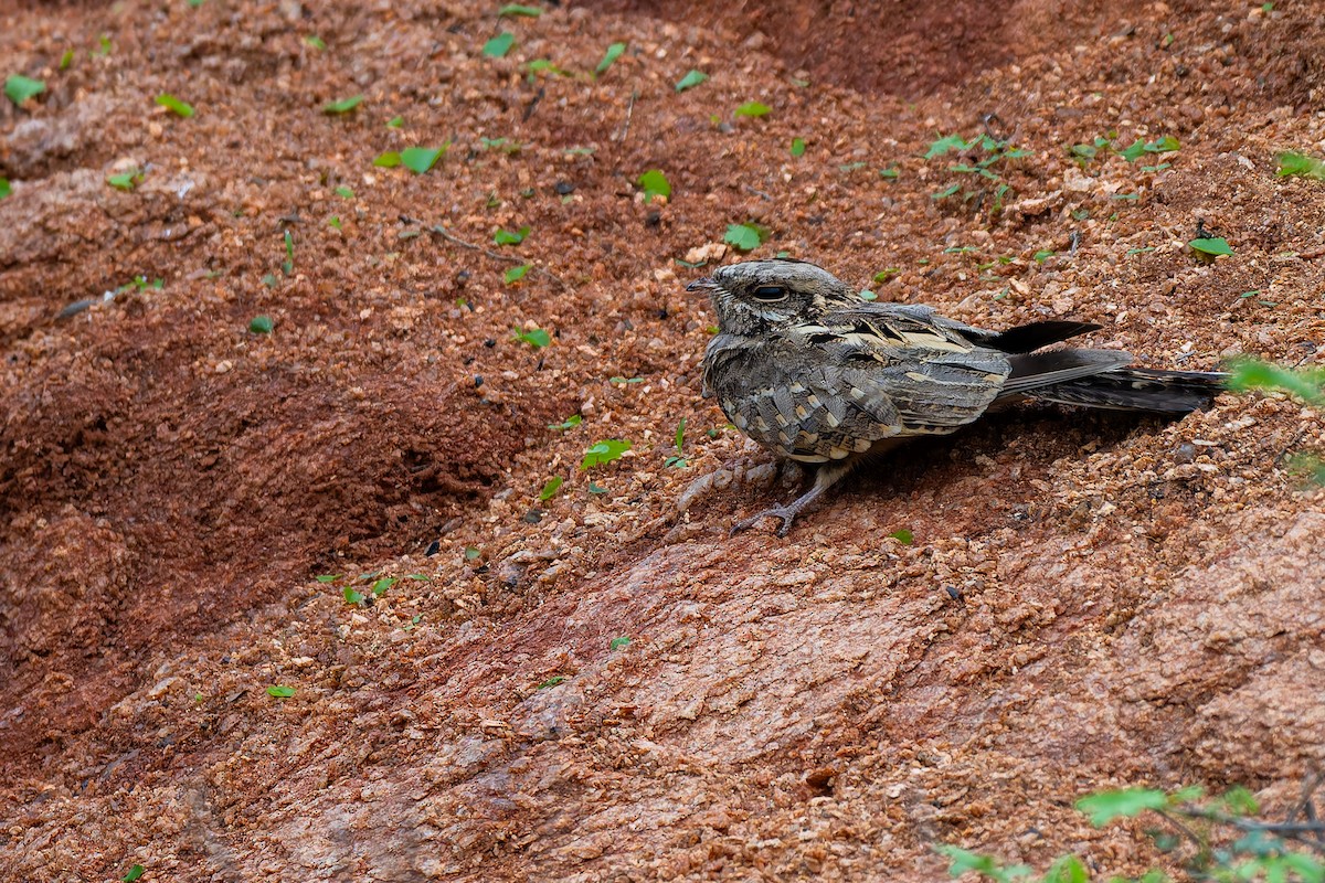 Indian Nightjar - ML637931681