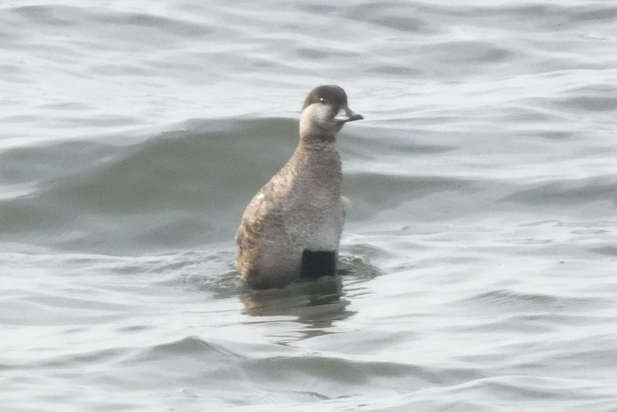 Black Scoter - ML637931686