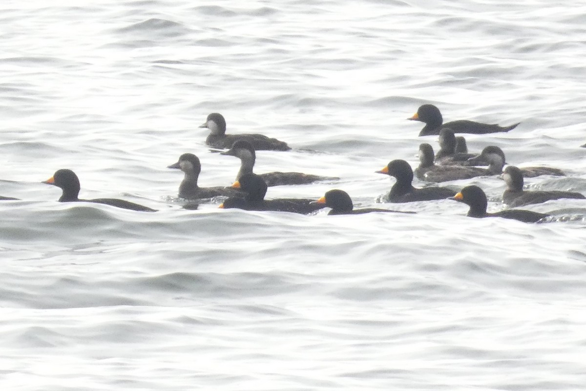 Black Scoter - ML637931690
