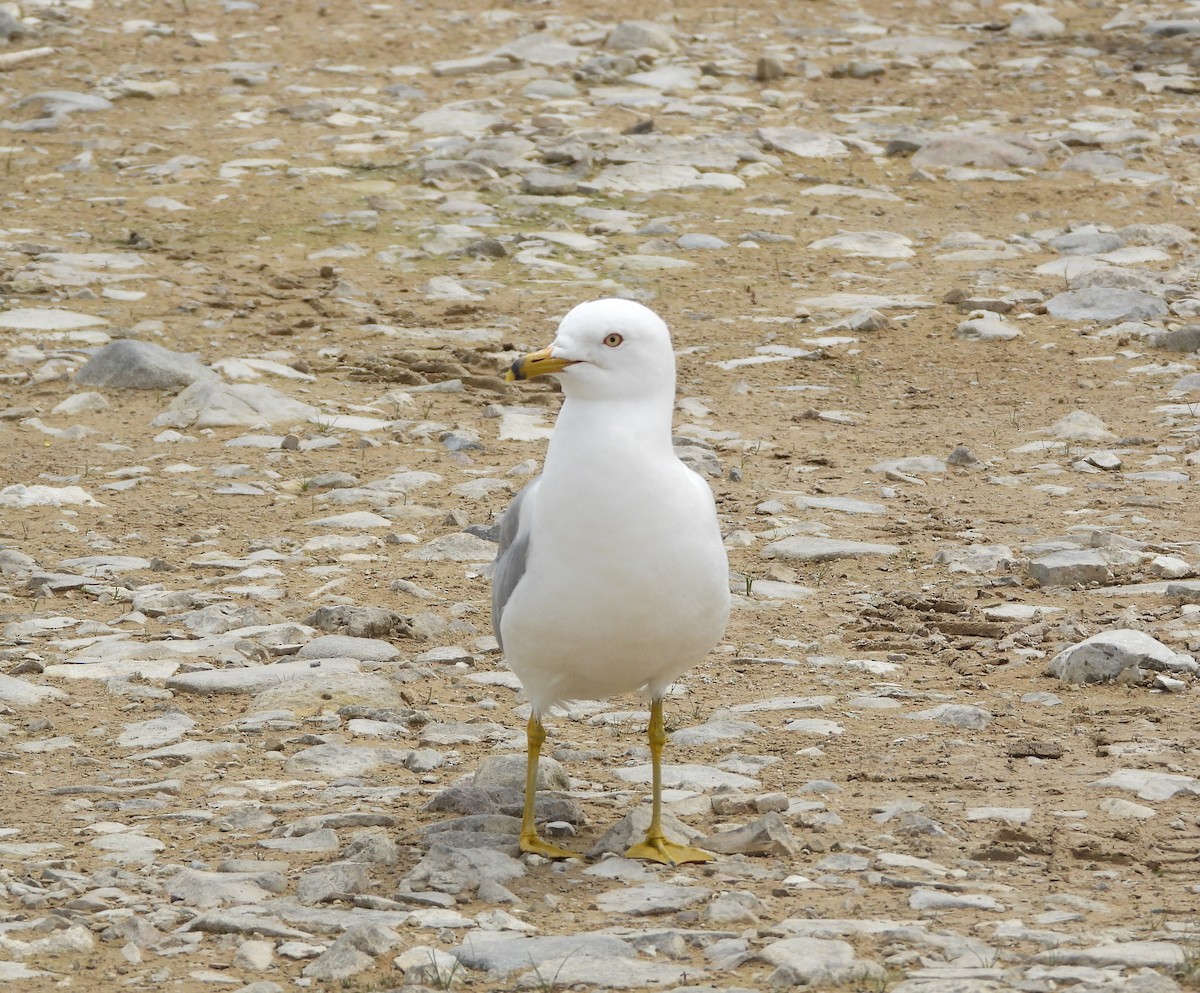 Ring-billed Gull - ML637931696