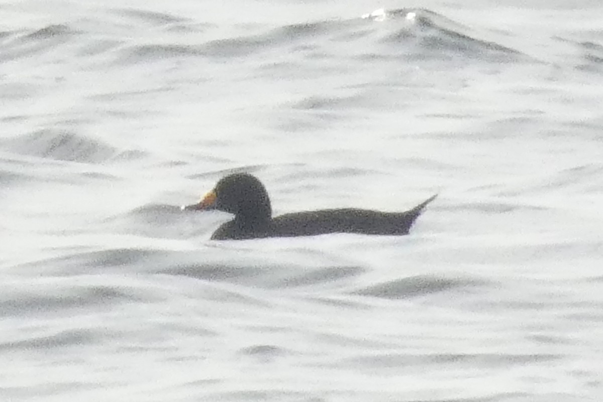 Black Scoter - ML637931699