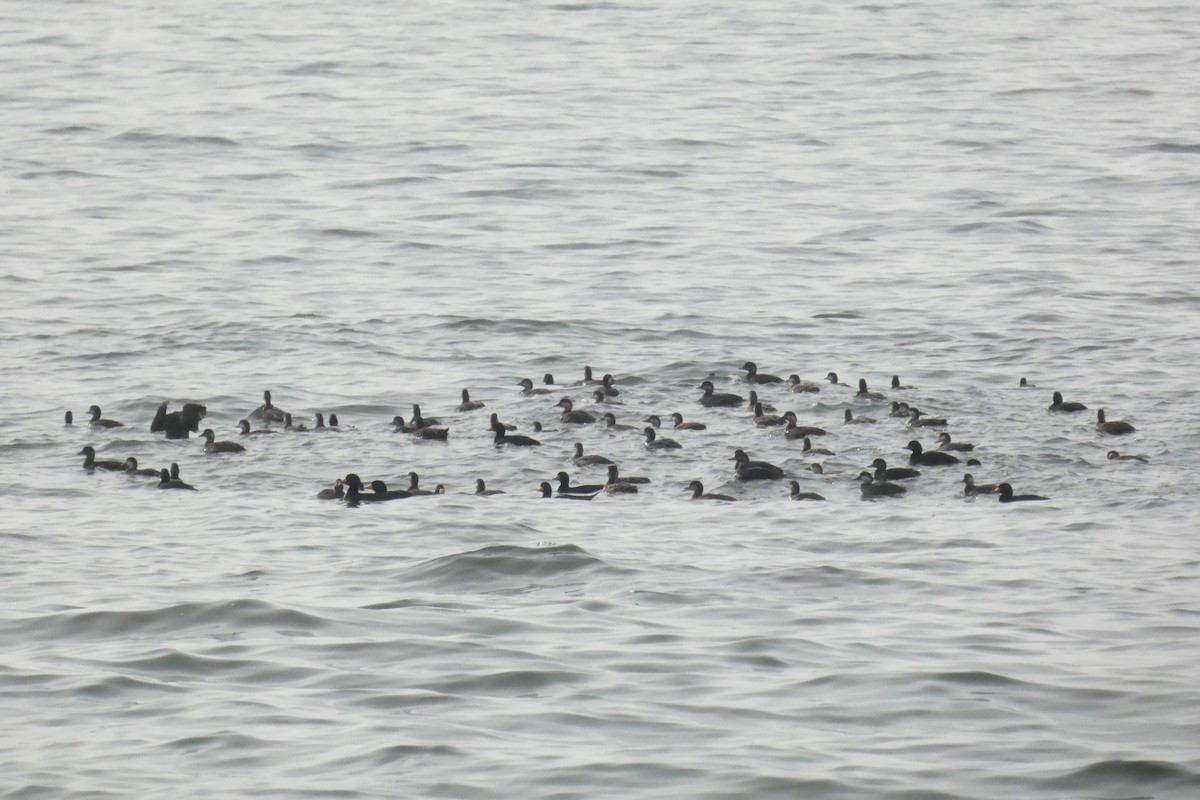 Black Scoter - ML637931711