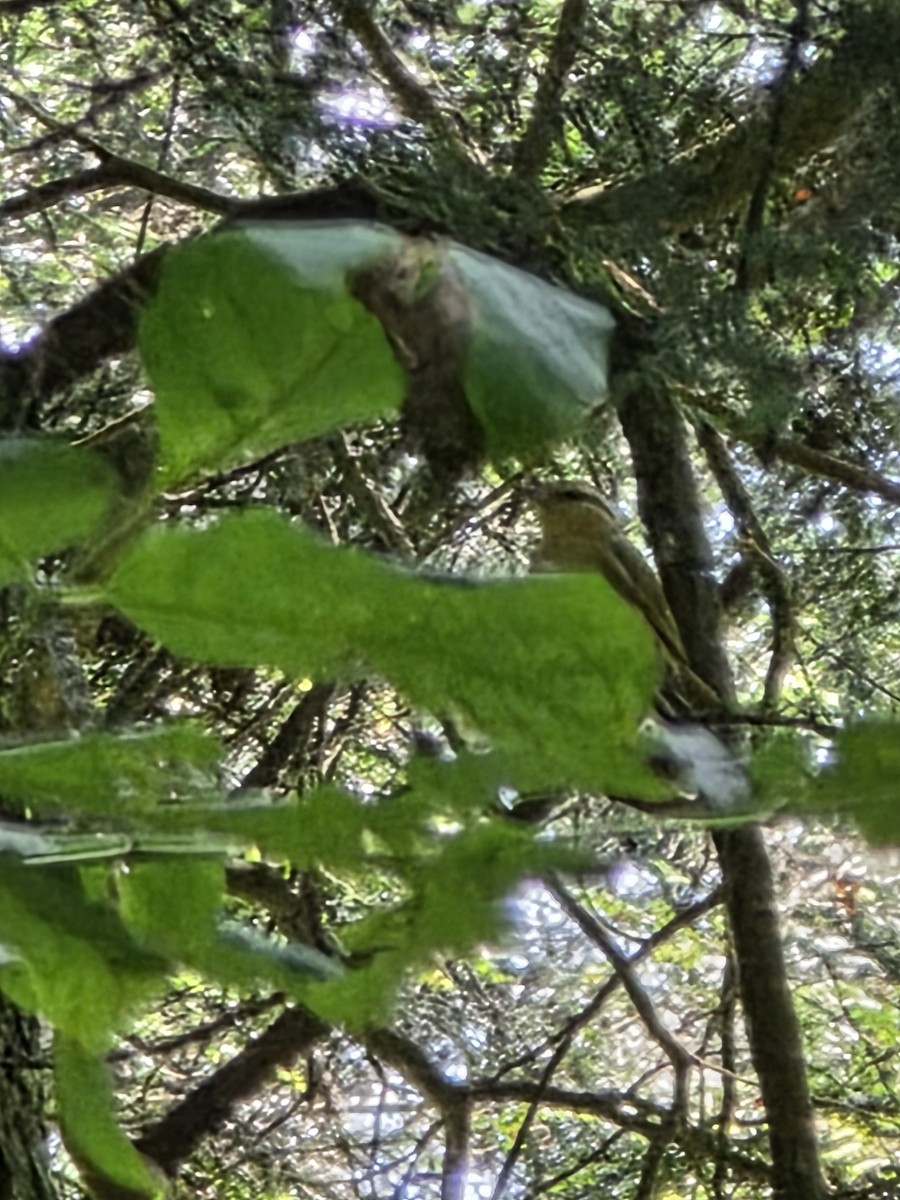 Worm-eating Warbler - ML637931718