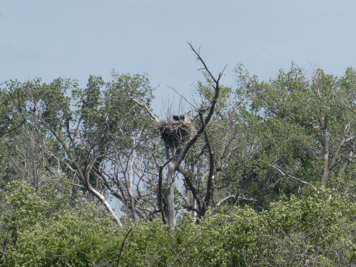 Bald Eagle - ML637931725