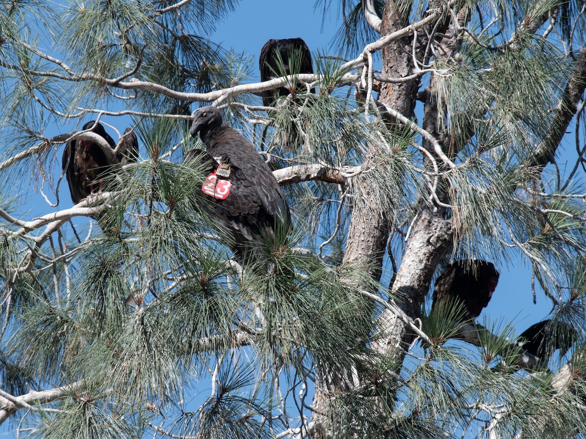 California Condor - ML637931734