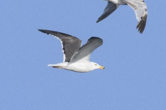 小黑背鷗 - ML637931737