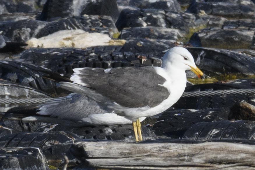 小黑背鷗 - ML637931738