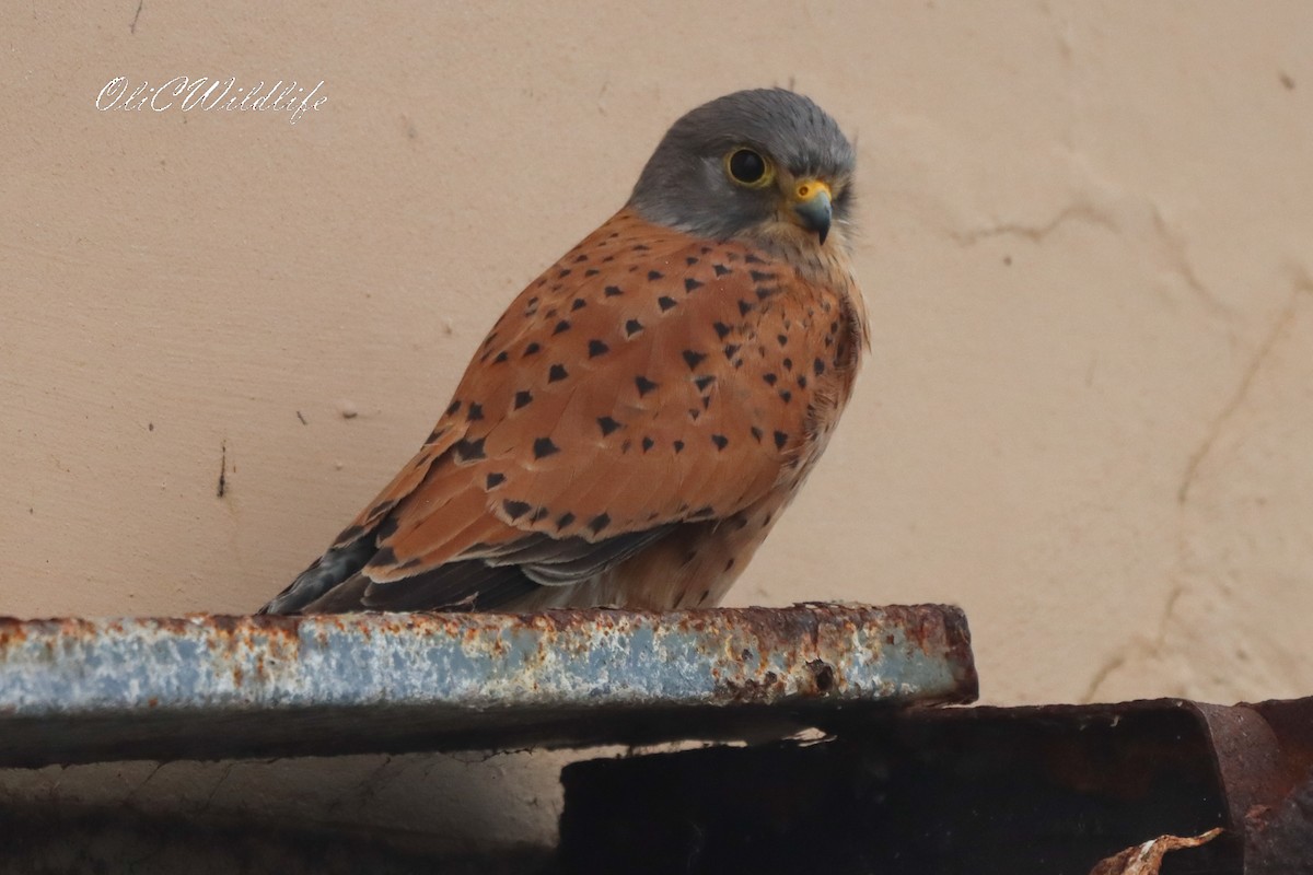 Rock Kestrel - ML637931766