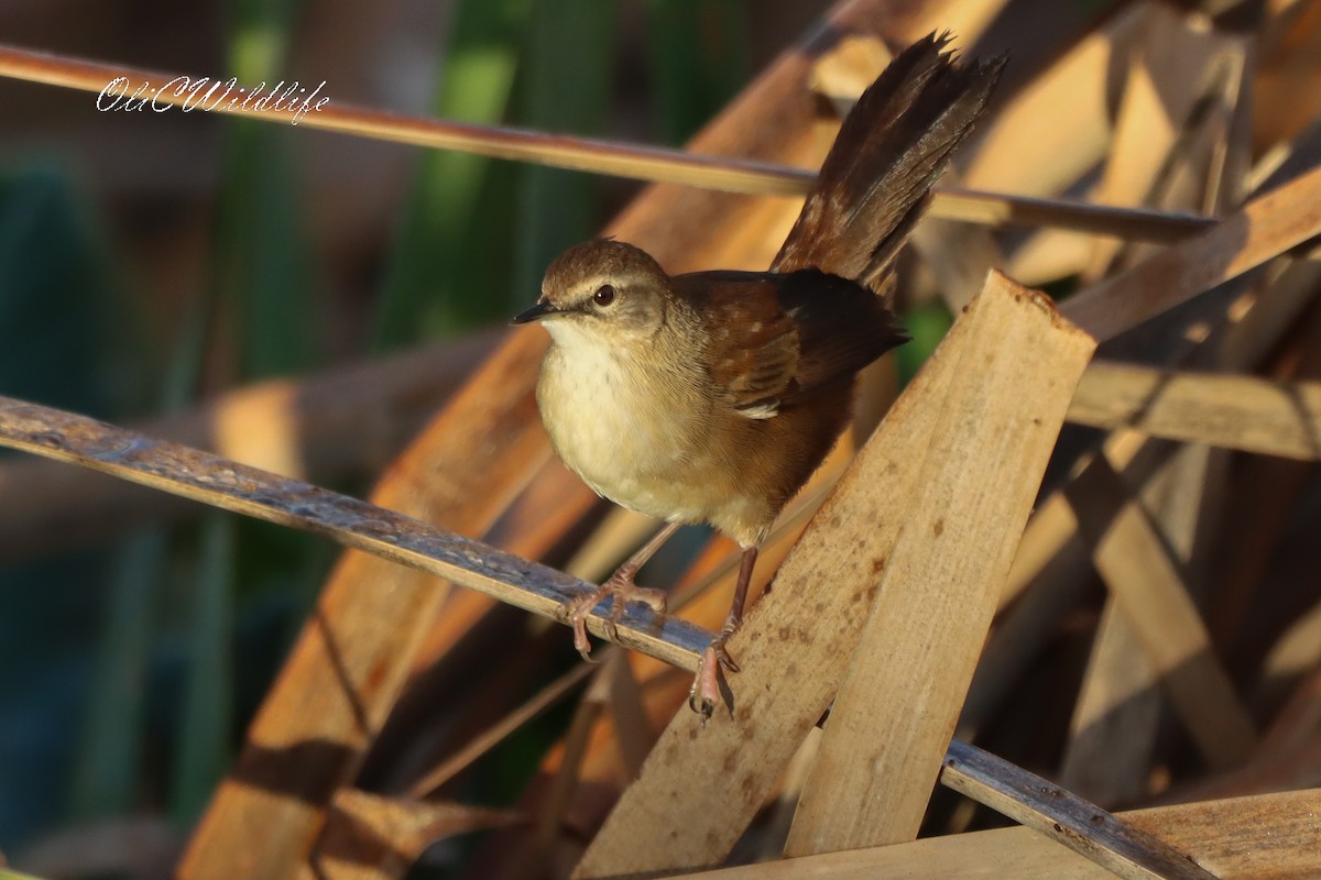 Little Rush Warbler - ML637931790