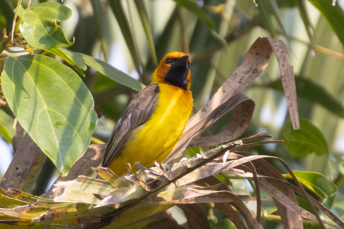 Black-necked Weaver - ML637931827