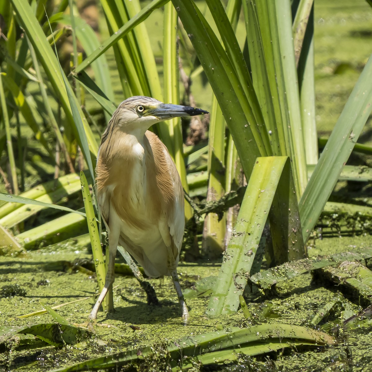 Squacco Heron - ML637931836