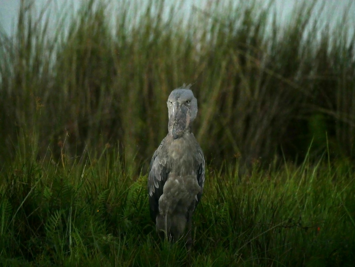 Shoebill - ML637931869