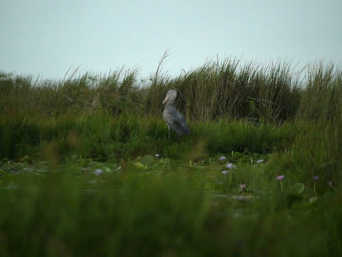Shoebill - ML637931870