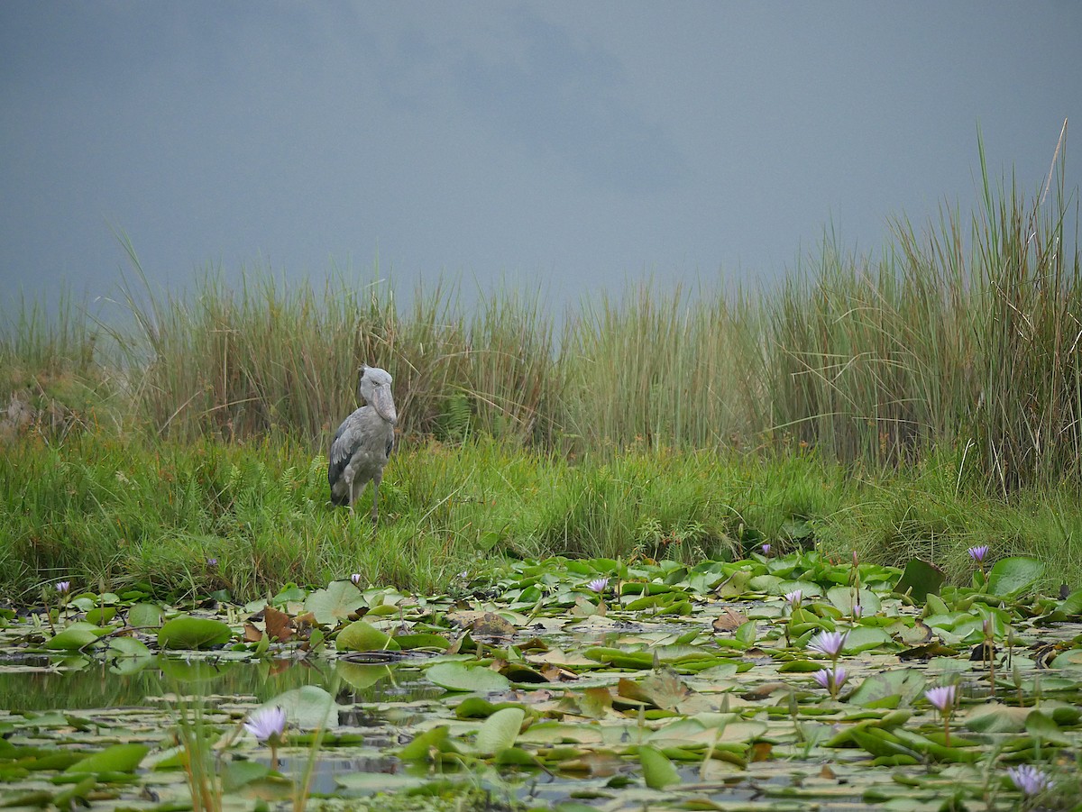 Shoebill - ML637931871