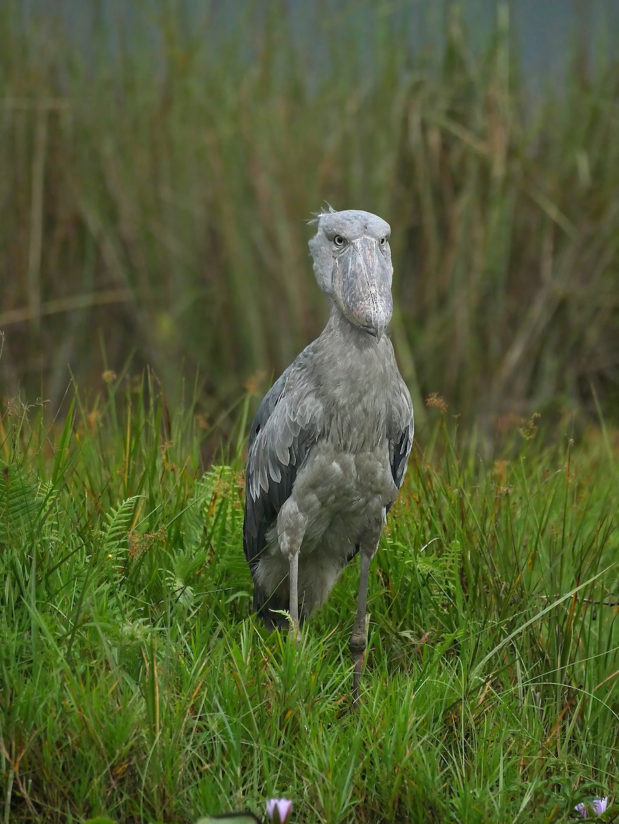 Shoebill - ML637931872