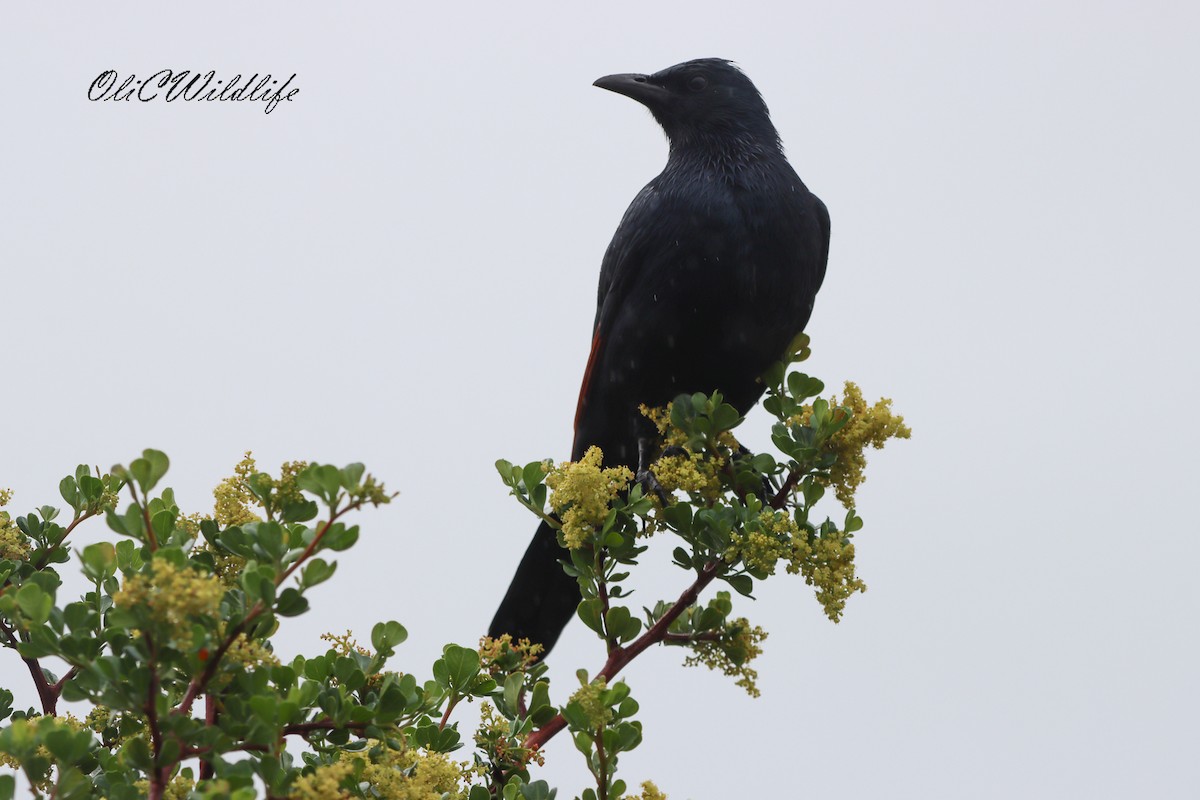 Red-winged Starling - ML637931881