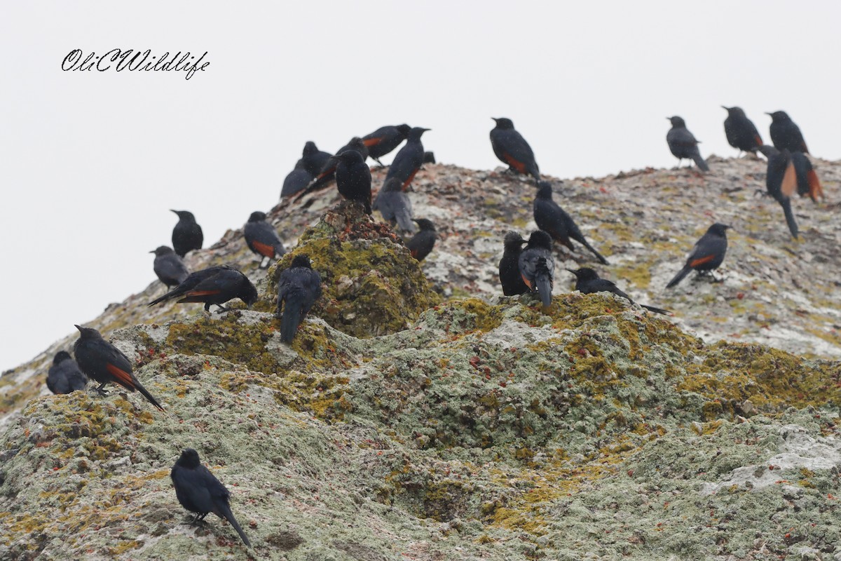 Red-winged Starling - ML637931883