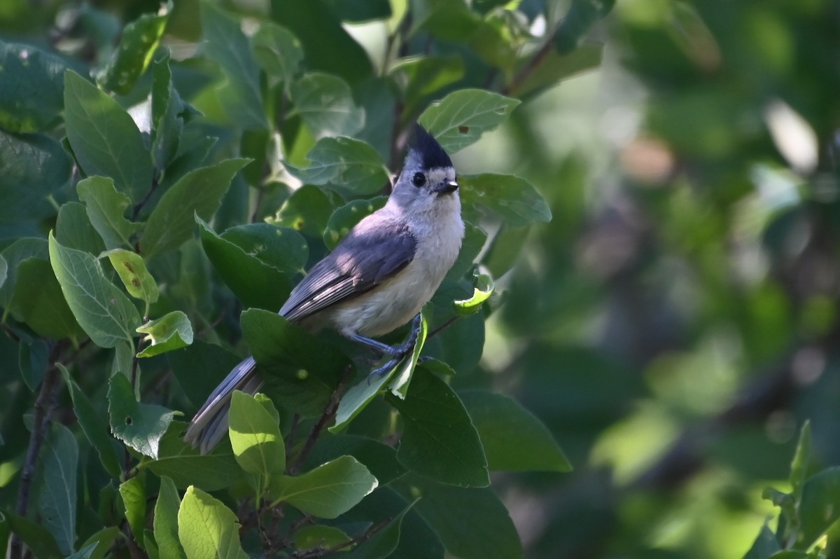 Black-crested Titmouse - ML637931929