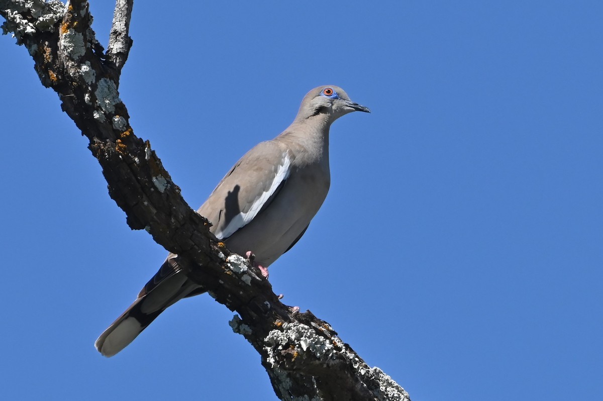 White-winged Dove - ML637931933