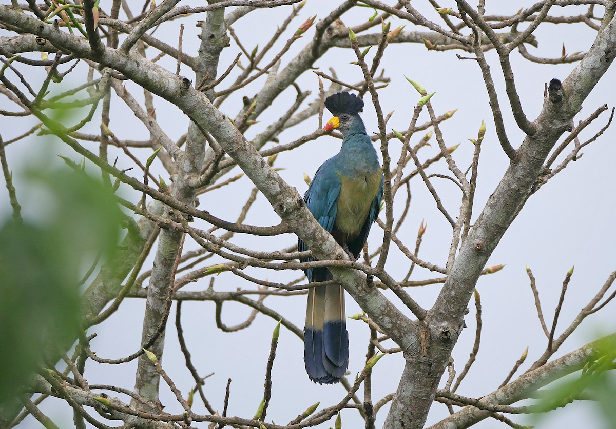 Great Blue Turaco - ML637931938