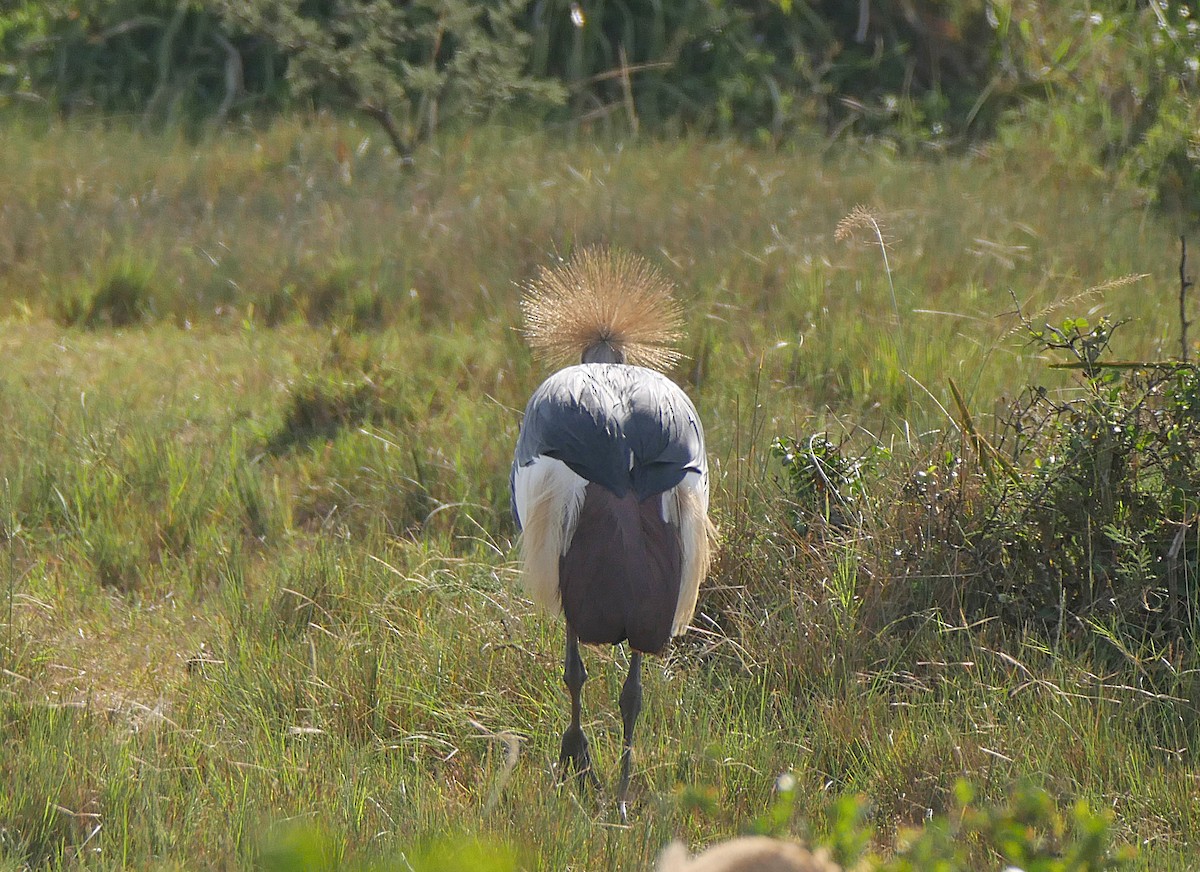 Gray Crowned-Crane - ML637932027