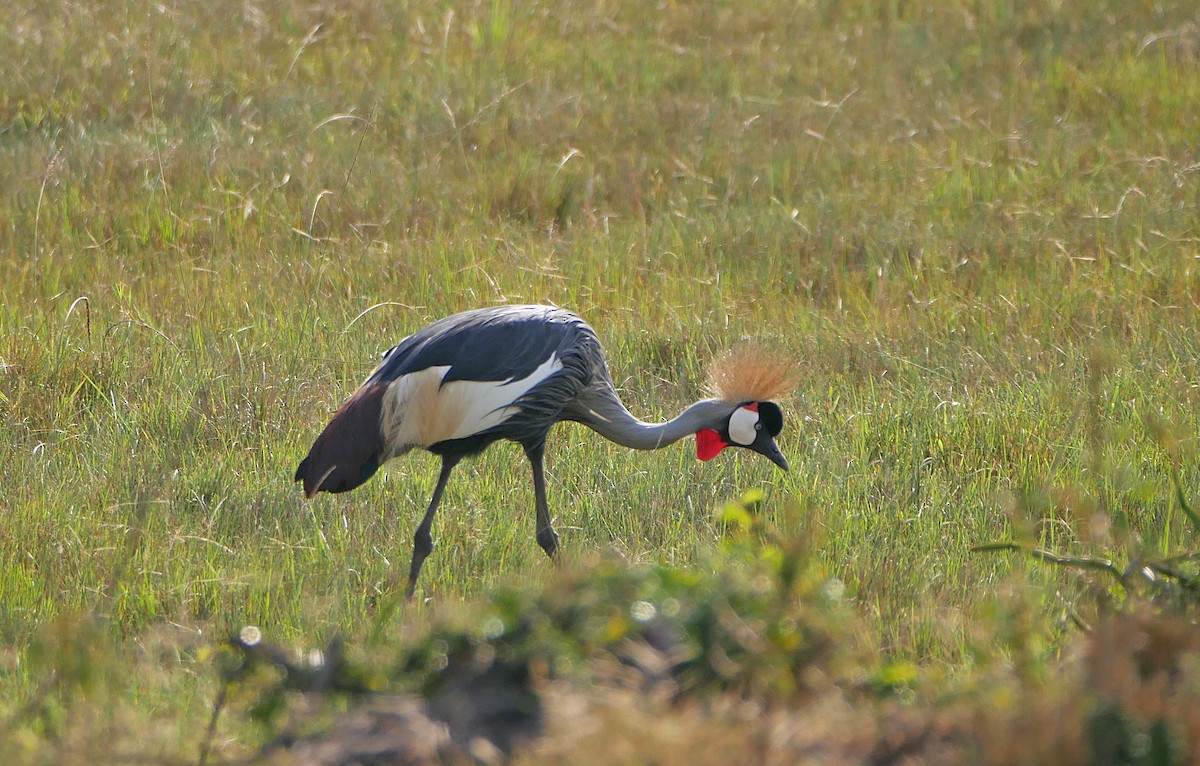Gray Crowned-Crane - ML637932028