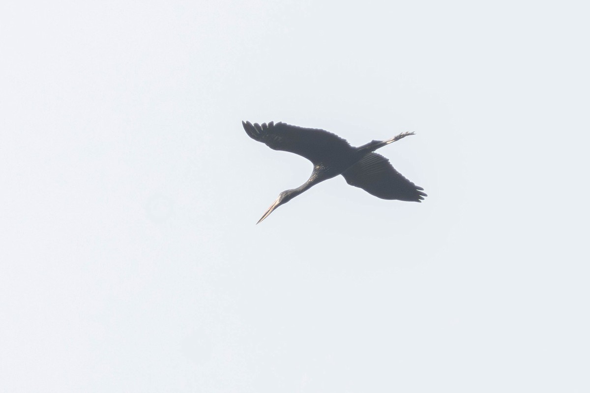 African Openbill - ML637932079