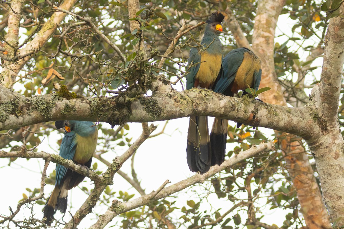 Great Blue Turaco - ML637932100