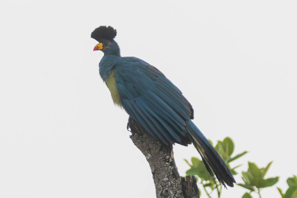 Great Blue Turaco - ML637932122