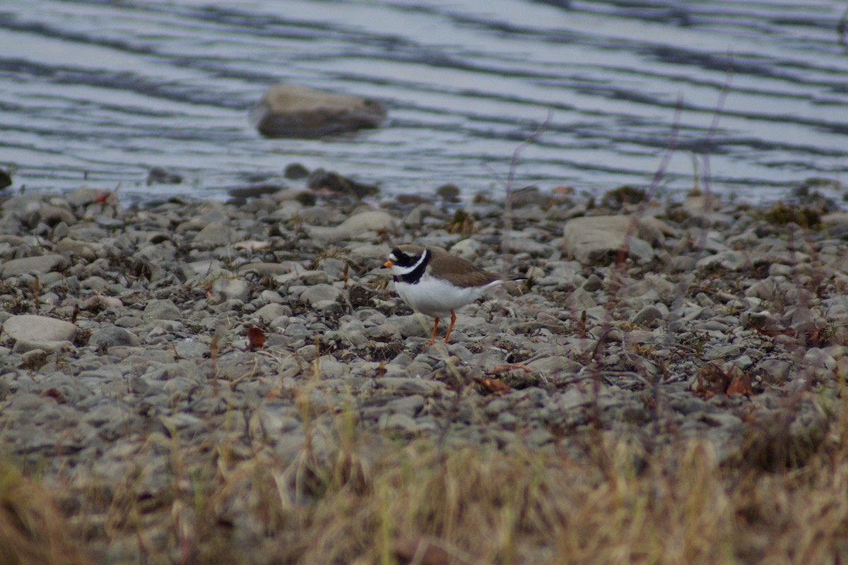 Common Ringed Plover - ML637932123