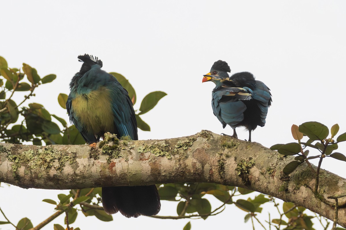 Great Blue Turaco - ML637932138