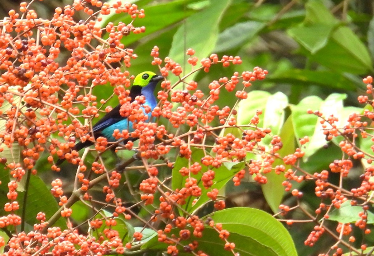 Paradise Tanager - ML637932213