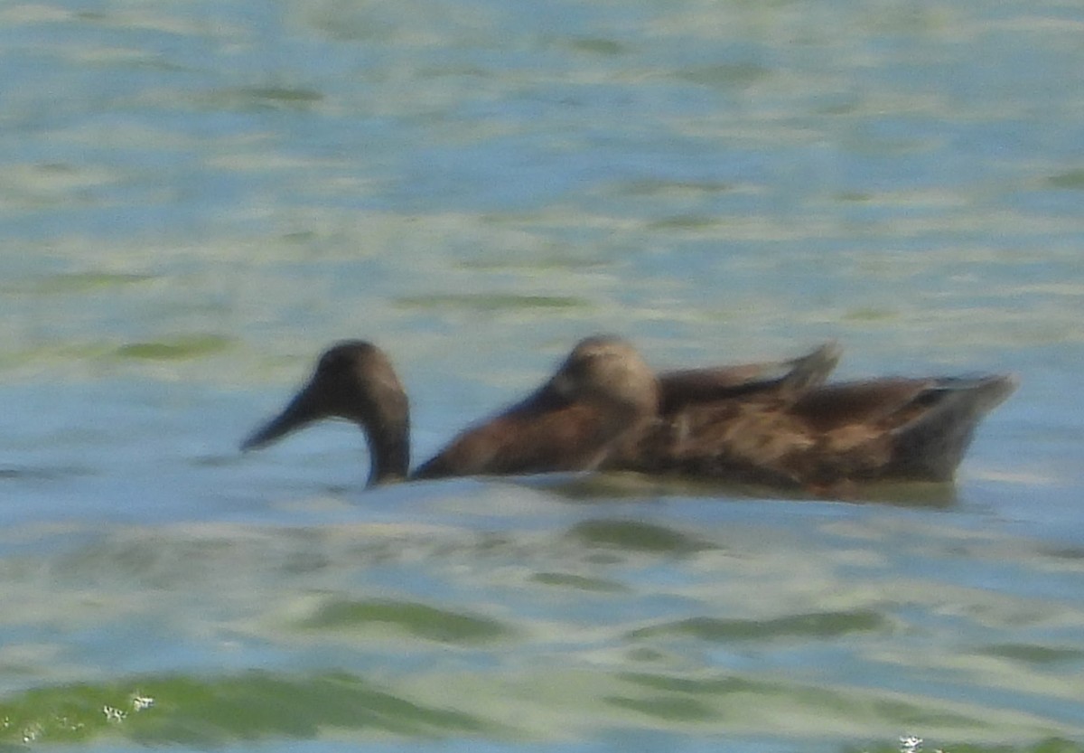 Hawaiian Duck - ML637932217
